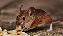 24 Hour & Emergency Exterminators in Peoria Heights, IL